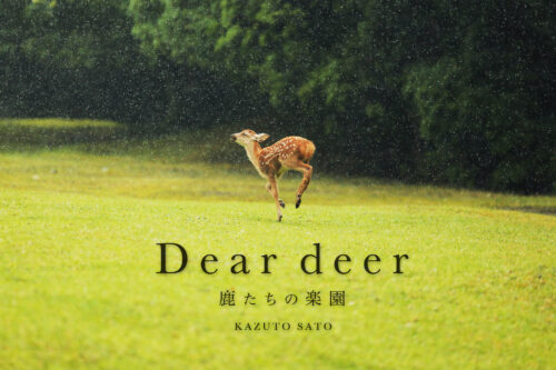 deardeer_cover